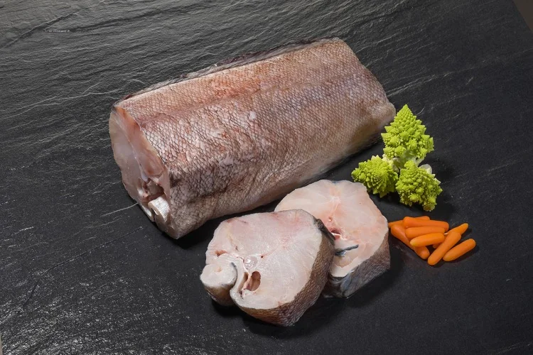 Tadpole Codling (Salilota australis) supplied wholesale by Gialmar
