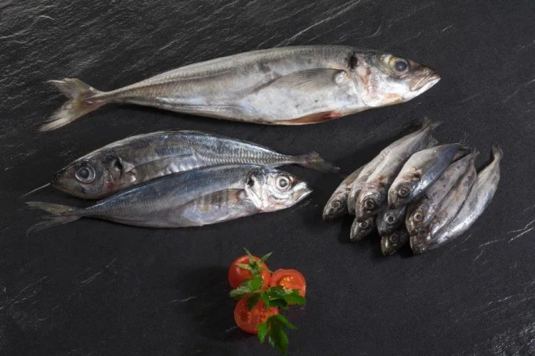 Horse Mackerel (Trachurus trachurus, Trachurus picturatus) supplied wholesale by Gialmar