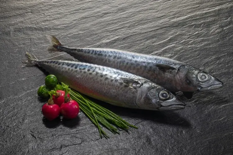 Atlantic Chub Mackerel (Scomber colias) supplied wholesale by Gialmar