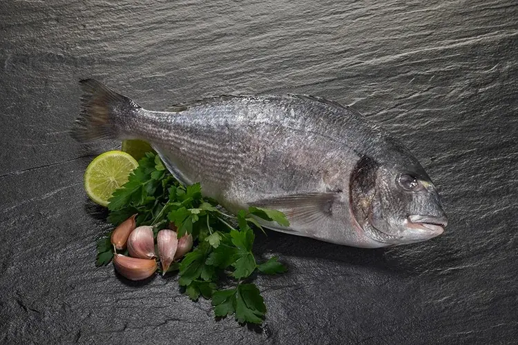 Gilthead sea bream and European sea bass side by side