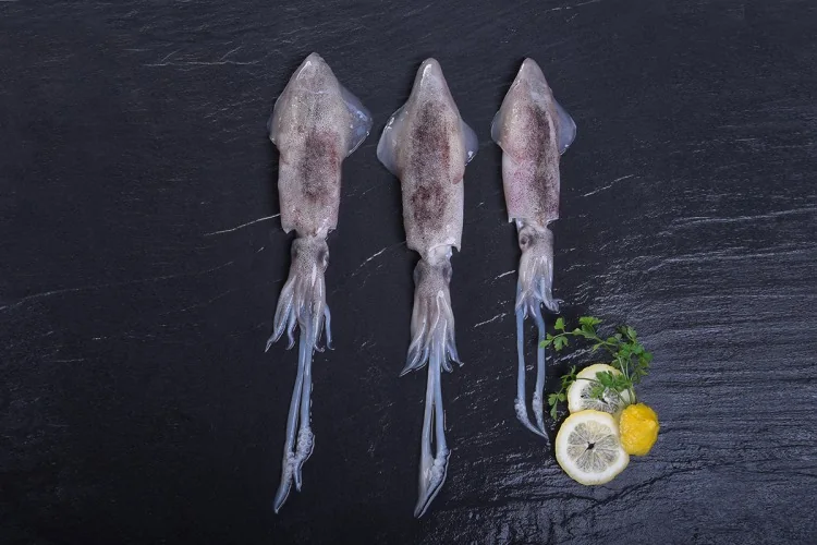 Loligo Squid (Loligo opalescens, Loligo reynaudi, Loligo vulgaris) supplied wholesale by Gialmar