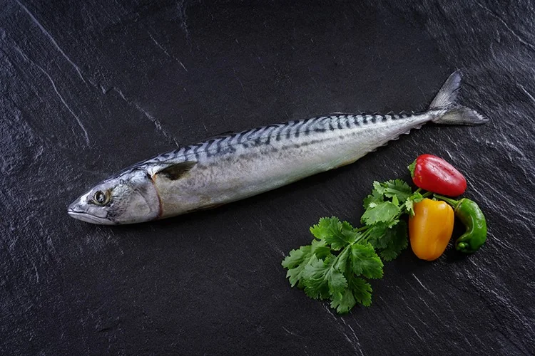 Atlantic Mackerel (Scomber scombrus) supplied wholesale by Gialmar